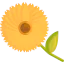 Calendula icon 64x64