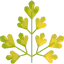 Parsley icon 64x64