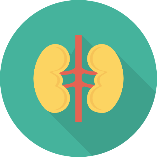 Kidneys icon