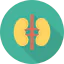 Kidneys Symbol 64x64