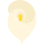Calla icon 64x64