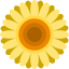 Sunflower icon 64x64
