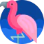 Flamingo icon 64x64