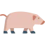 Pig icon 64x64
