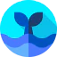 Whale icon 64x64