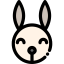 Rabbit icon 64x64