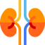 Kidneys Symbol 64x64