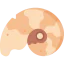 Fossil アイコン 64x64