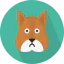Squirrel icon 64x64