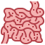 Small intestine icône 64x64