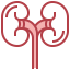 Kidneys Symbol 64x64