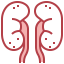 Kidneys Symbol 64x64