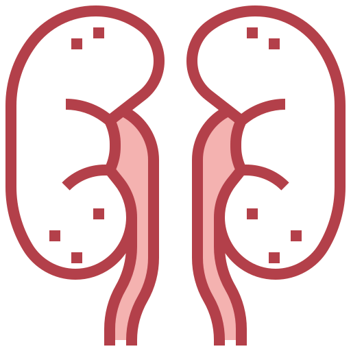 Kidneys icon