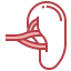 Spleen icon 64x64