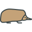 Echidna іконка 64x64