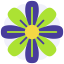 Бархатцы иконка 64x64