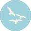Seagull icon 64x64