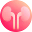 Kidneys Symbol 64x64