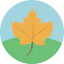Maple leaf 图标 64x64