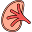 Kidney Symbol 64x64