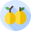 Marula icon 64x64