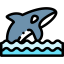 Killer whale 图标 64x64