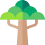 Baobab icon 64x64