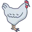 Chicken biểu tượng 64x64
