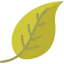 Leaf icon 64x64