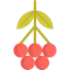 Rowan icon 64x64