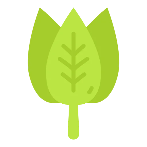 Spinach icon