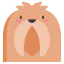 Pekingese icon 64x64