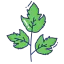 Coriander icon 64x64