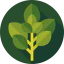 Basil アイコン 64x64