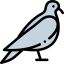 Pigeon icon 64x64