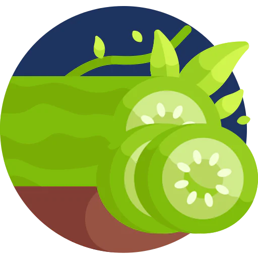 Cucumber icon