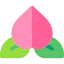 Plum icon 64x64