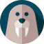 Walrus icon 64x64