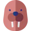 Walrus icon 64x64