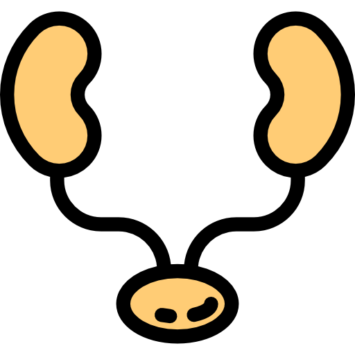 Kidneys icon