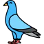 Pigeon icon 64x64