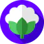 Cauliflower icon 64x64