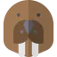 Walrus icon 64x64