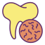 Tooth icon 64x64