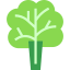 Lettuce icon 64x64