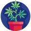 Cannabis icon 64x64