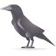 Crow icon 64x64