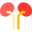 Kidney icon 64x64