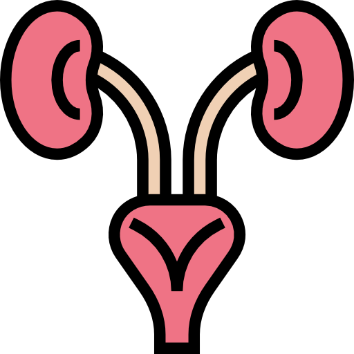 Kidneys icon