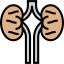 Kidneys icon 64x64